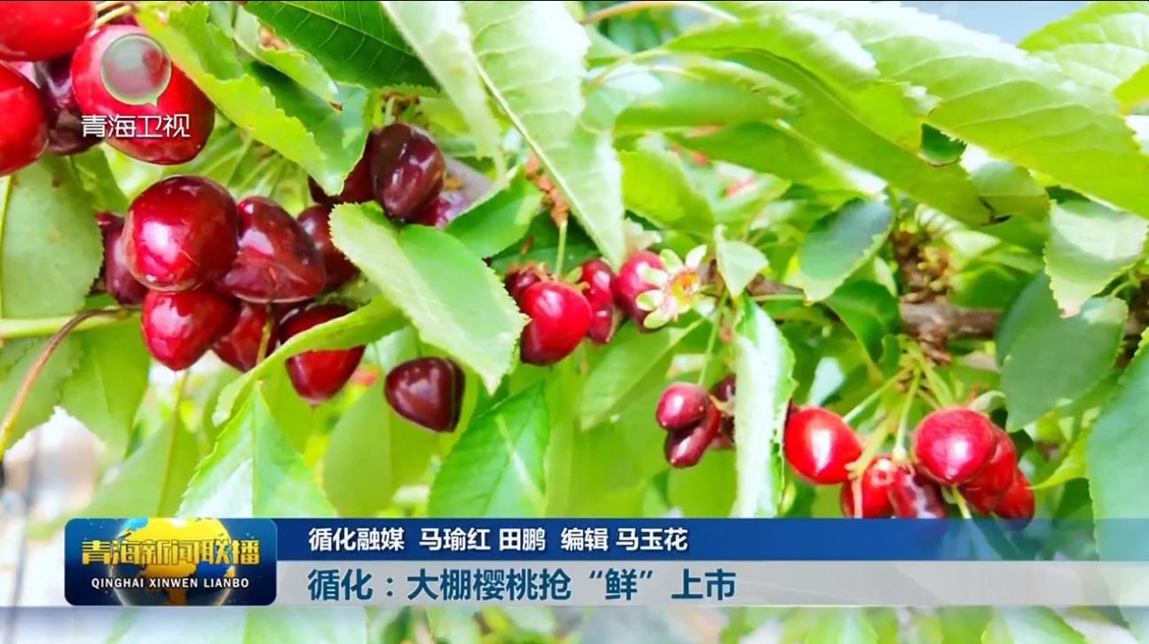 循化：大棚樱桃抢“鲜”上市