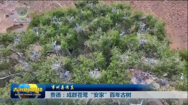 【市州县传真】贵德：成群苍鹭“安家”百年古树