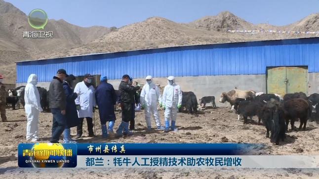 【市州县传真】都兰：牦牛人工授精技术助农牧民增收