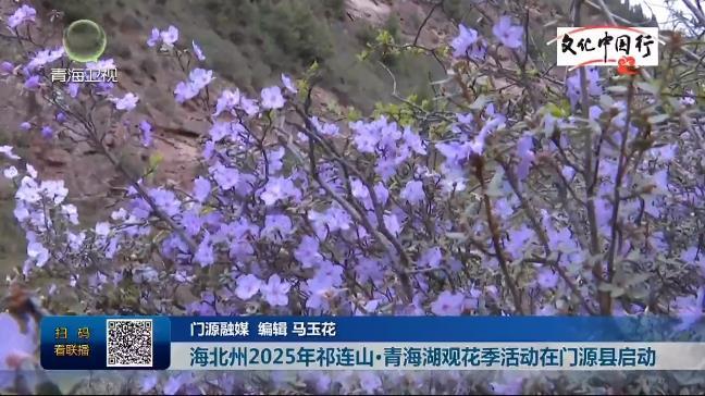 【文化中国行】海北州2025年祁连山·青海湖观花季活动在门源县启动