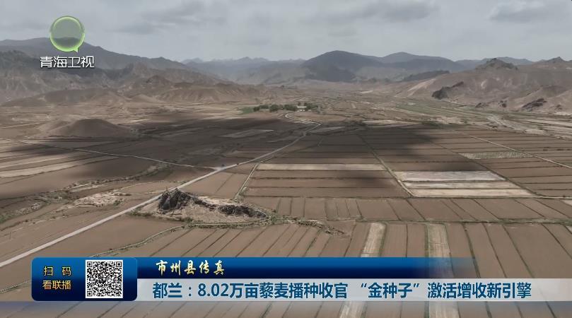 【市州县传真】都兰：8.02万亩藜麦播种收官 “金种子”激活增收新引擎