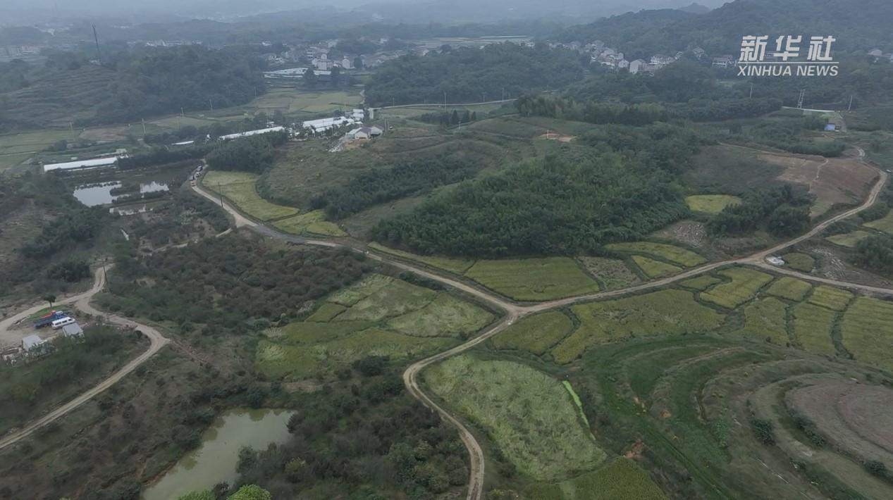 电力护航，助力水稻喜获丰收