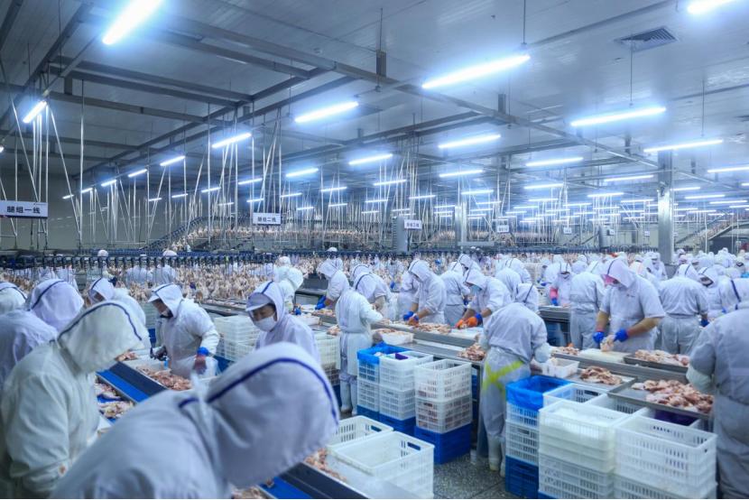 记者手记：沈阳的“一只鸡”如何孵出百亿元产业链
