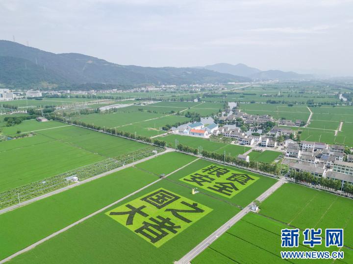 乡村振兴在行动丨浙南“粮仓”绘新景 片区组团奔共富